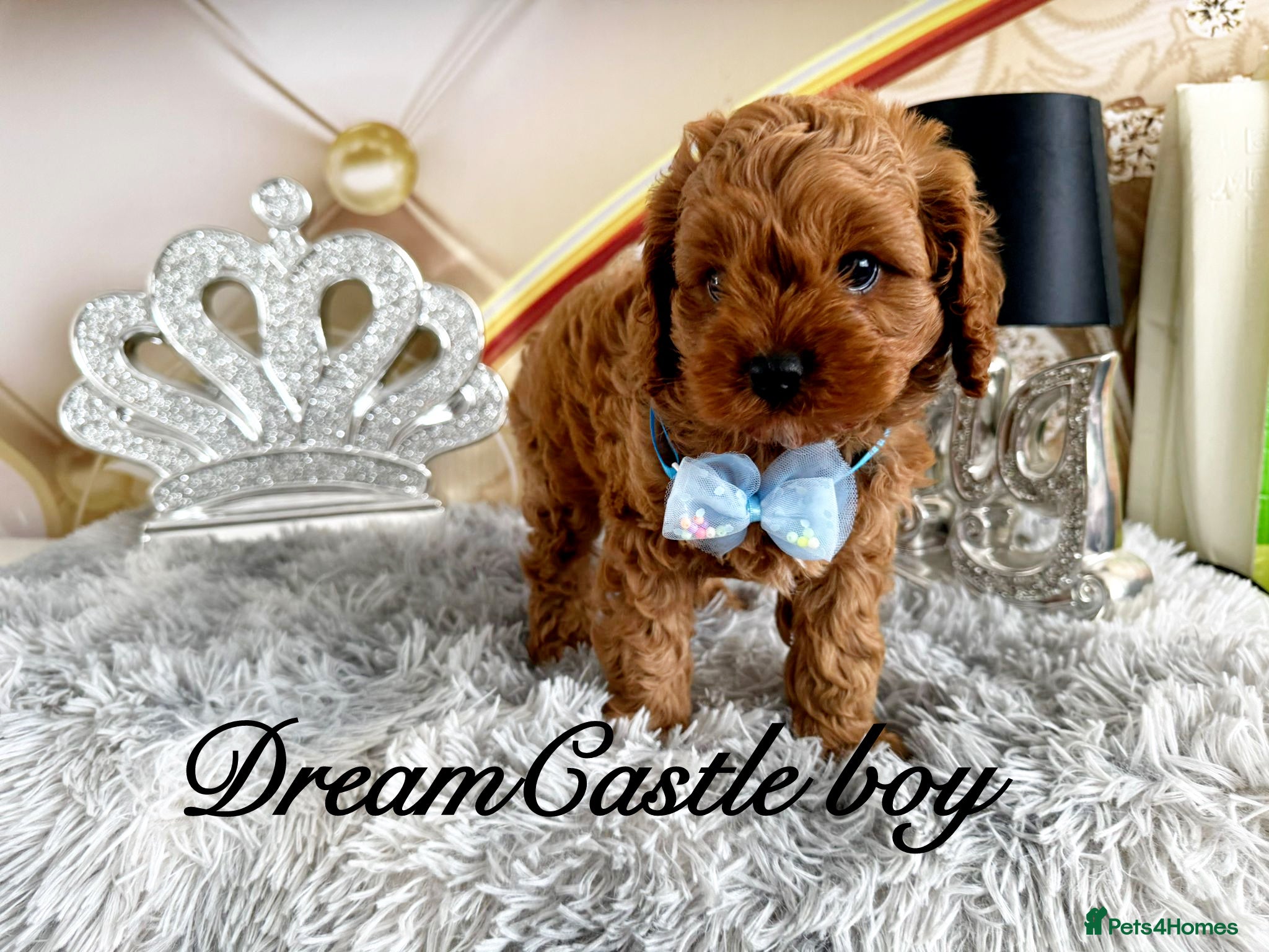 Cavapoo dogs Ready now Last boy Asian teddy poodle dad  - Advert 2