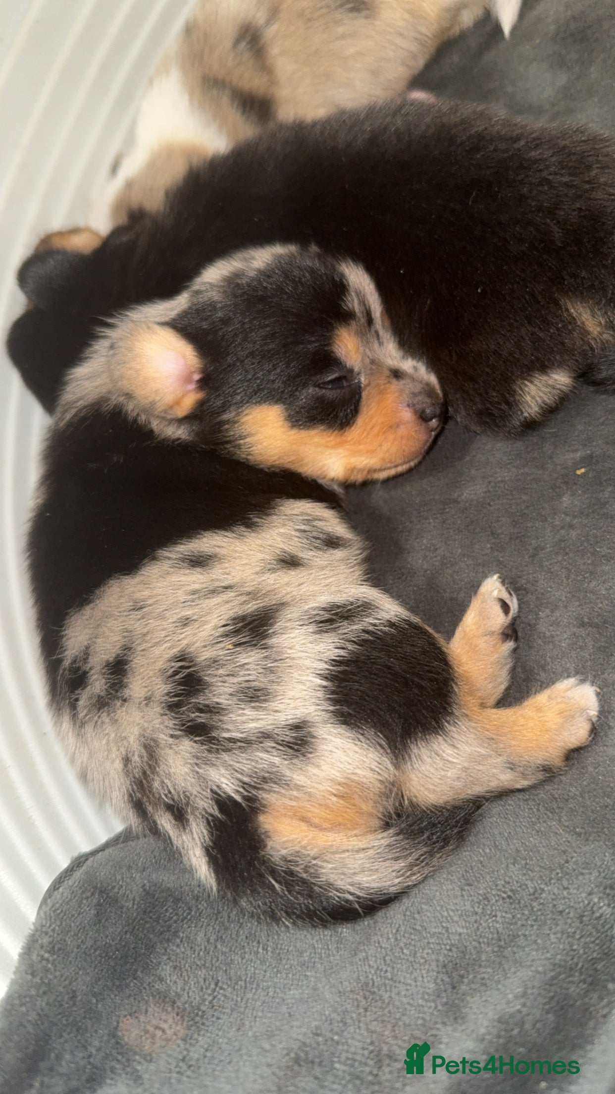 Miniature Dachshund dogs REDUCED THIS WEEK ONLY - MINIATURE DACHSHUNDS 🐶 - Advert 1