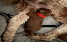 Cockapoo dogs for sale: Championship bloodline F1B toy Cockapoos  - Image 8