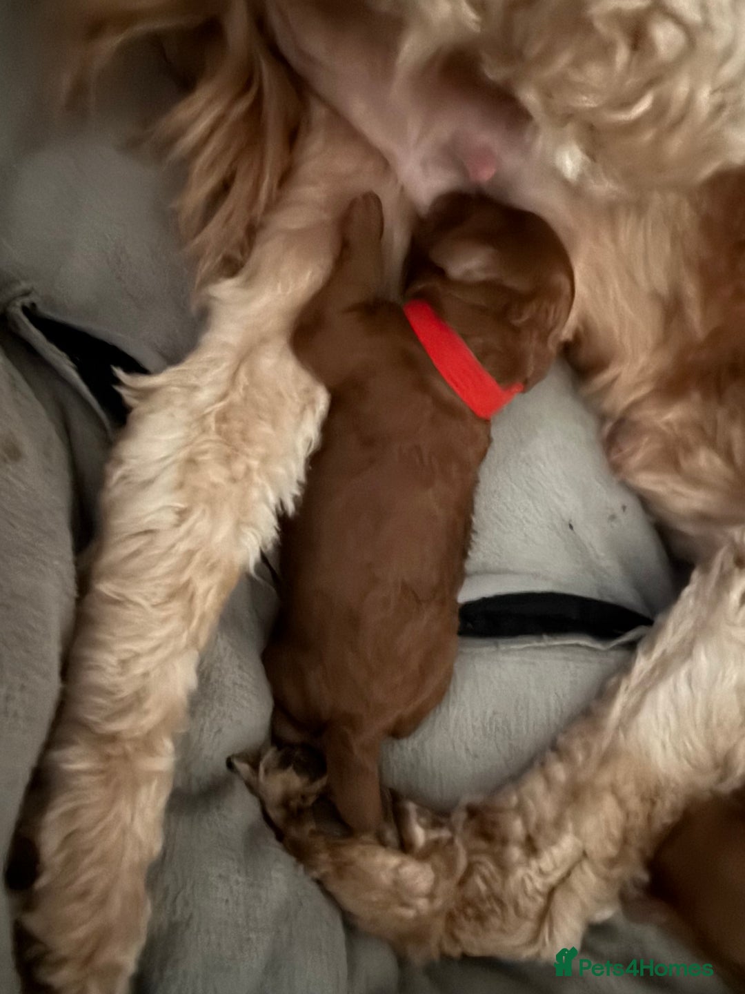 Cockapoo dogs for sale: Championship bloodline F1B toy Cockapoos  - Image 8