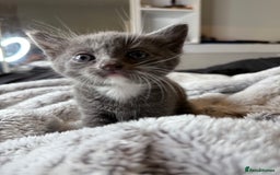 British Shorthair cats for sale: Our beautiful cute shorthair blue kittens - Image 11