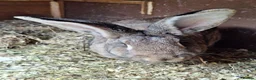 Continental Giant rabbits for sale: Young female giants looking for loving homes in Preston - Advert 3