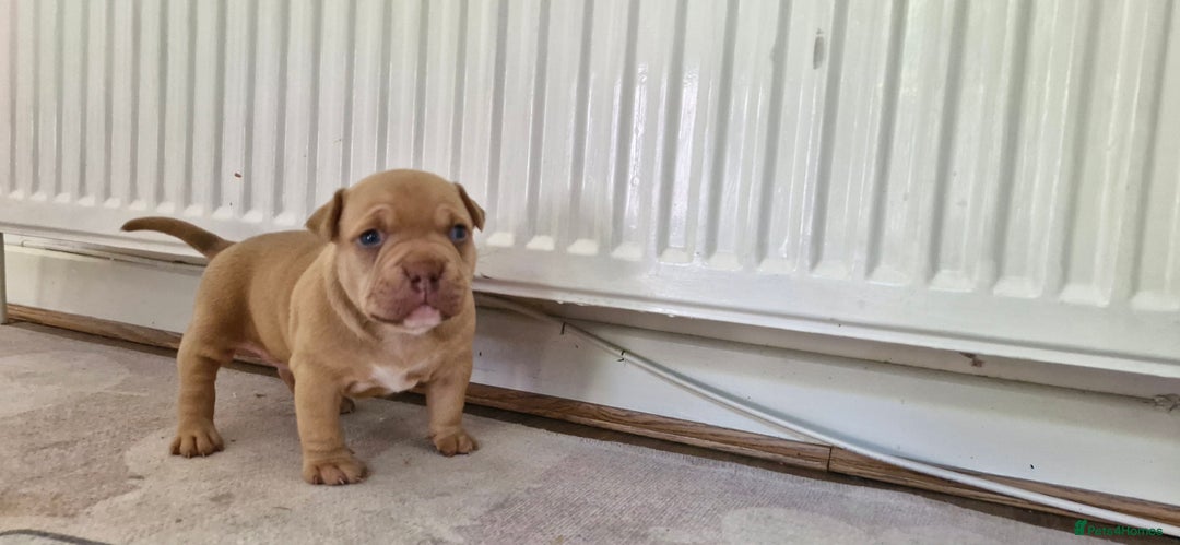 American Bully dogs for sale: 3 female pocket bully's available  - Image 15
