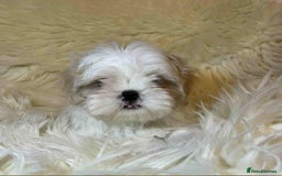 Shih Tzu dogs for sale: Five Adorable Puppies Looking for Loving Families - Image 18