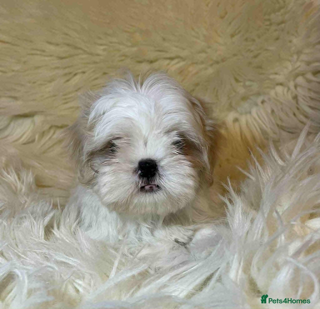 Shih Tzu dogs for sale: Five Adorable Puppies Looking for Loving Families - Image 18