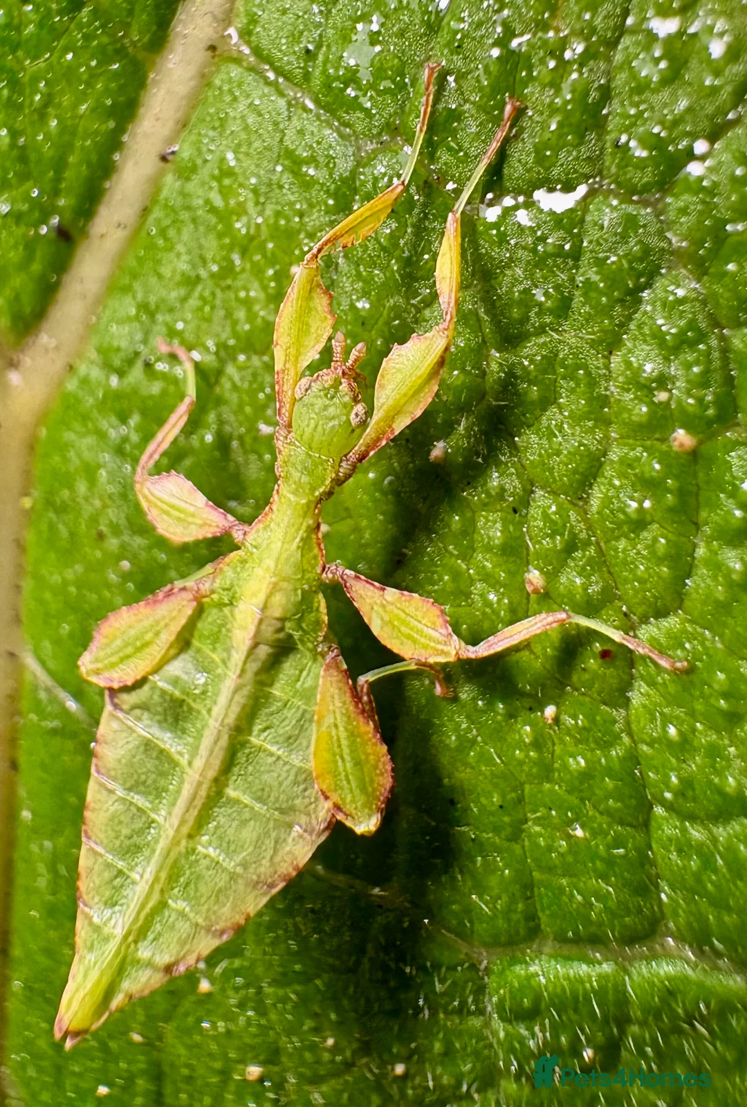 Stick Insects invertebrates for sale: Phyllium letiranti nymphs (leaf / stick insects) - Advert 4