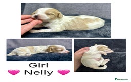 Mixed Breed dogs for sale:  Fab❤️Ttoodle Tibetan terrier x Miniature Poodle - Image 14