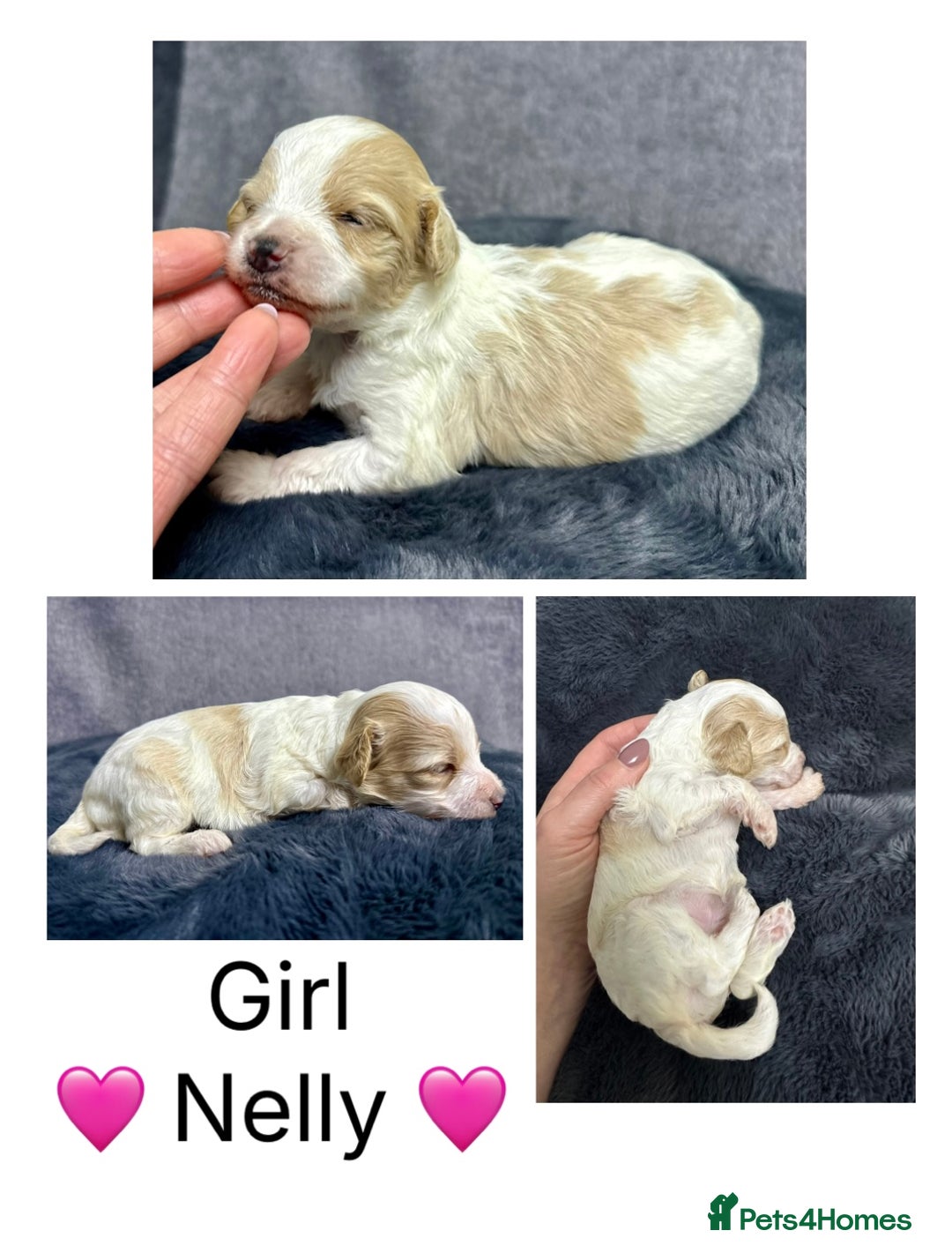 Mixed Breed dogs for sale:  Fab❤️Ttoodle Tibetan terrier x Miniature Poodle - Image 14