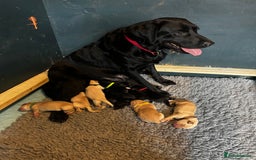 Labrador Retriever dogs for sale: KC Lab puppies - Image 16