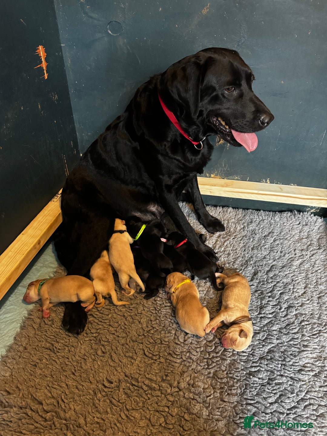 Labrador Retriever dogs for sale: KC Lab puppies - Image 16