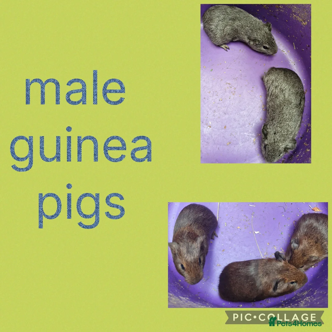Guinea Pig rodents for sale: **Guinea pigs smooth coat ready now** - Advert 2
