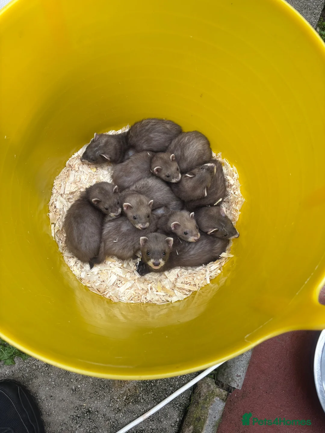Ferret rodents for sale: Soild black crossed with pole cat breed  - Advert 2