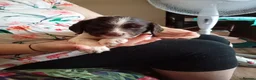 English Springer Spaniel dogs for sale: Ready now english Springer spaniels - Advert 16