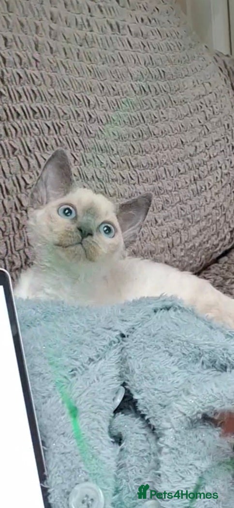Devon Rex cats 🌸 Devon Rex with blue eyes FIFE registered  🌸 - Advert 1