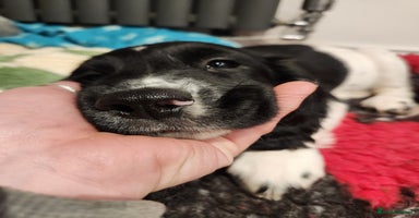 English Springer Spaniel dogs - Advert 3