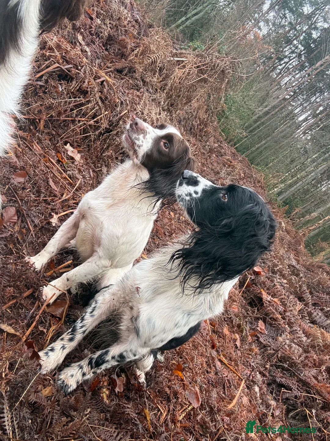 English Springer Spaniel dogs for sale: WAITING LIST OPEN - Due 31st March.  in Chorley - Advert 1
