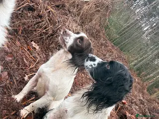 English Springer Spaniel dogs WAITING LIST OPEN - Due 31st March. - Advert 1