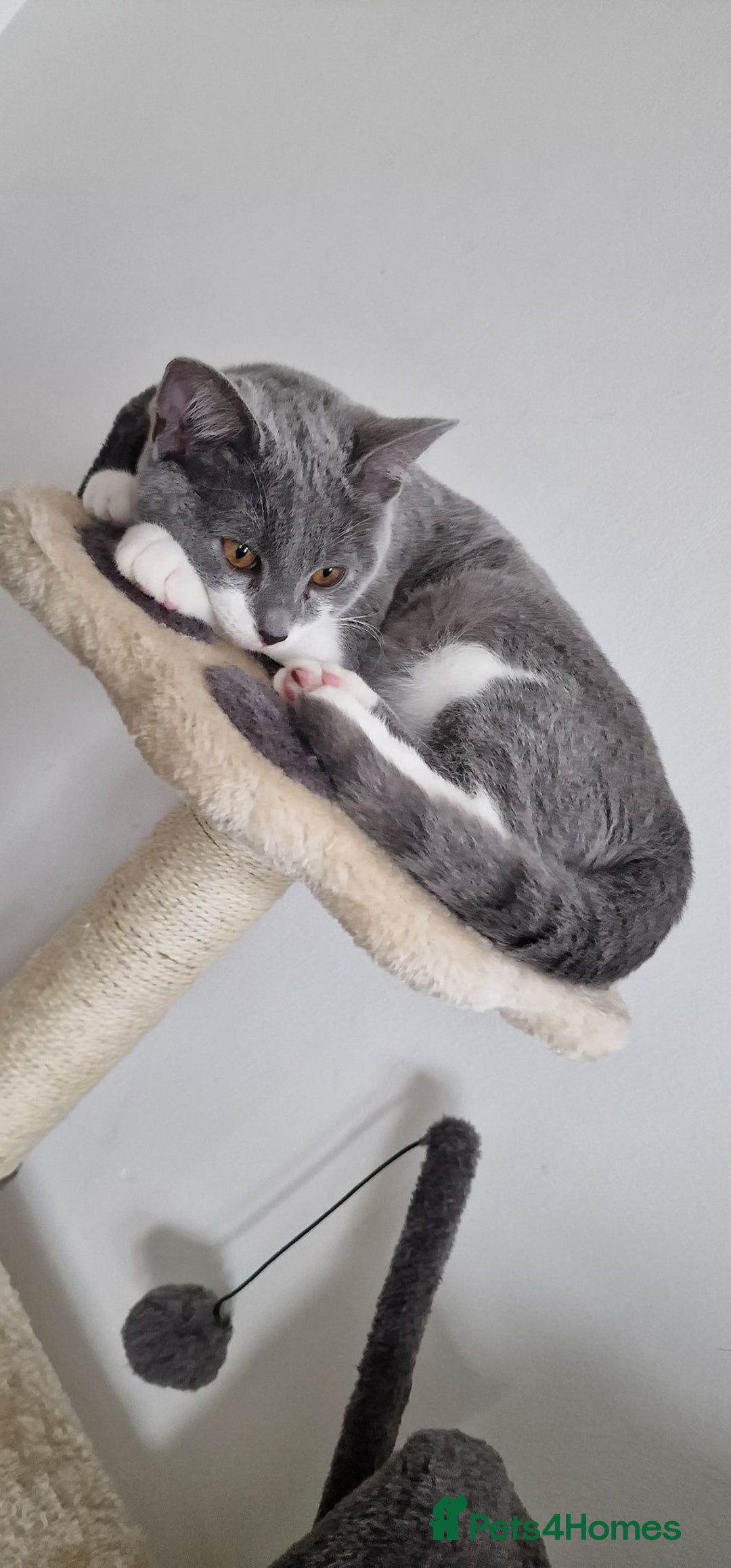 British Shorthair cats for sale: British short hair Russian blue  - Image 5