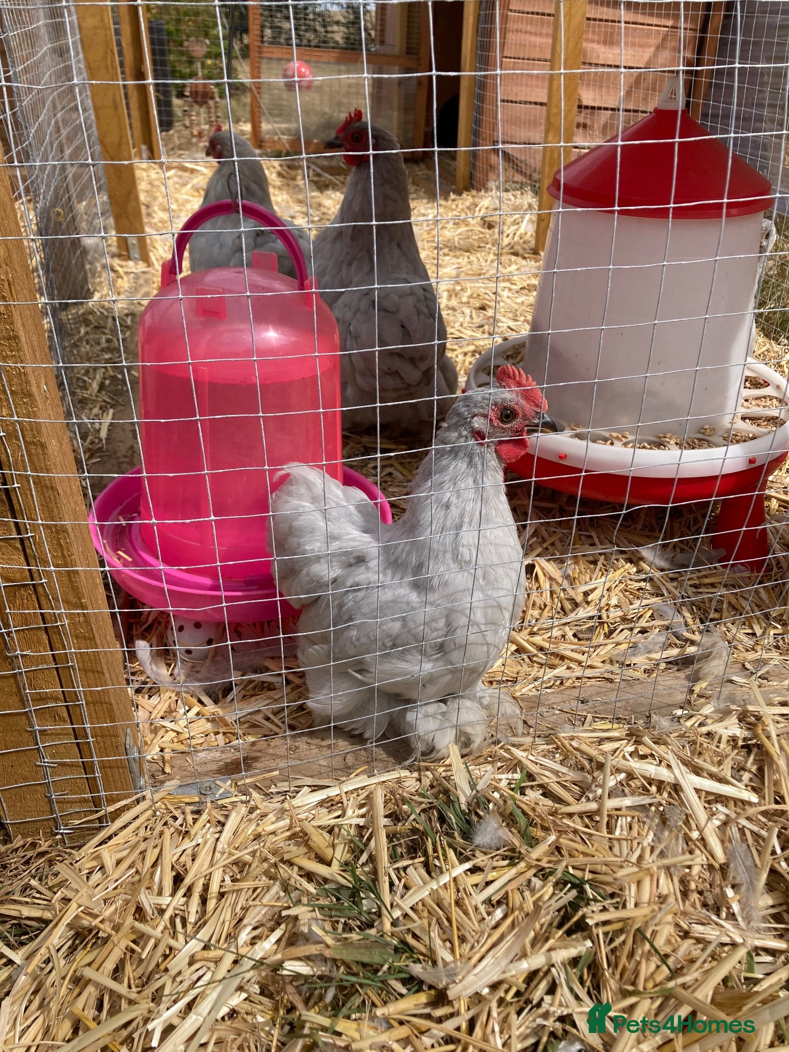 Chickens poultry Young male pekin bantam - Advert 1