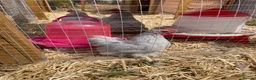 Chickens poultry for sale: Young male pekin bantam - Advert 1