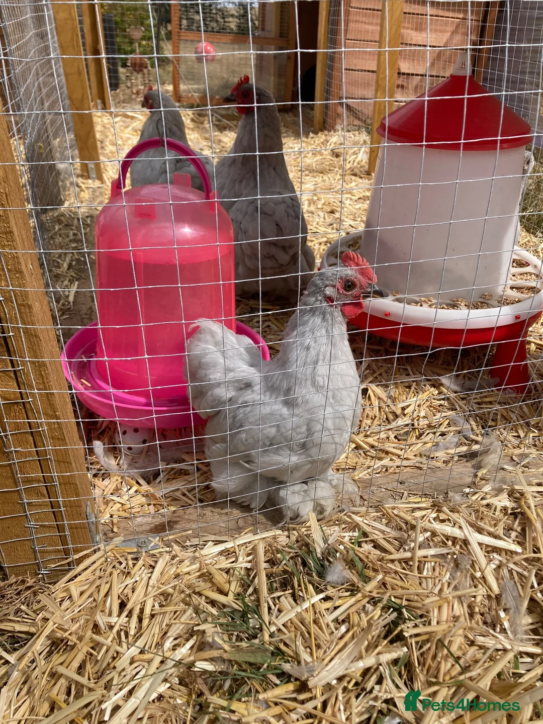 Chickens poultry for sale: Young male pekin bantam - Advert 1