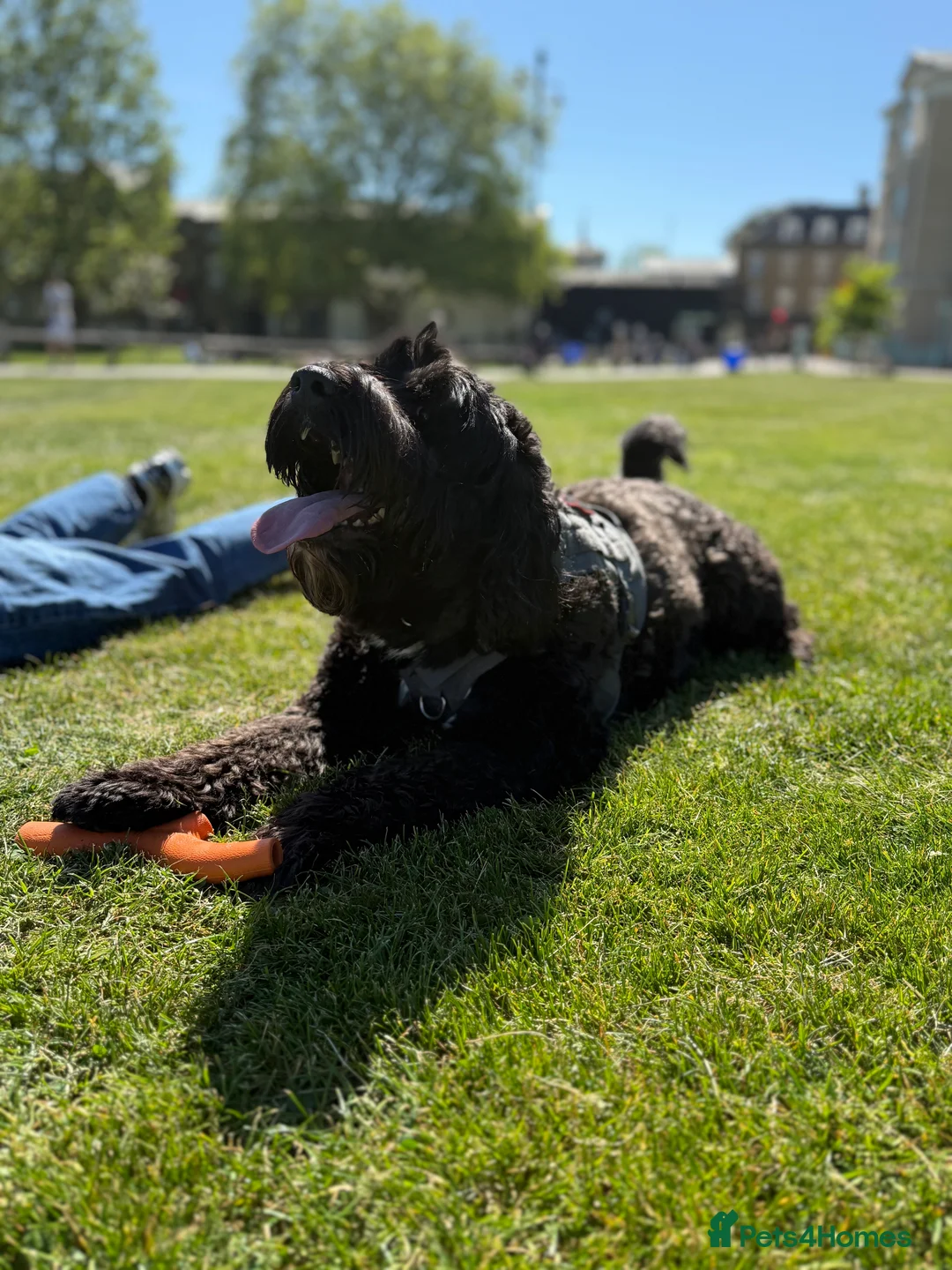 Portuguese Water Dog dogs for stud: Stud muffin lookin for lovin in Cambridge - Advert 9