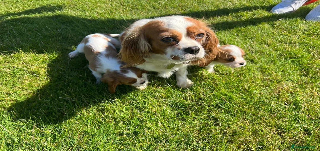 Gallery Image {{count}}