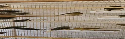 Canaries birds for sale: Mixed green gloster canaries for sale  - Advert 8