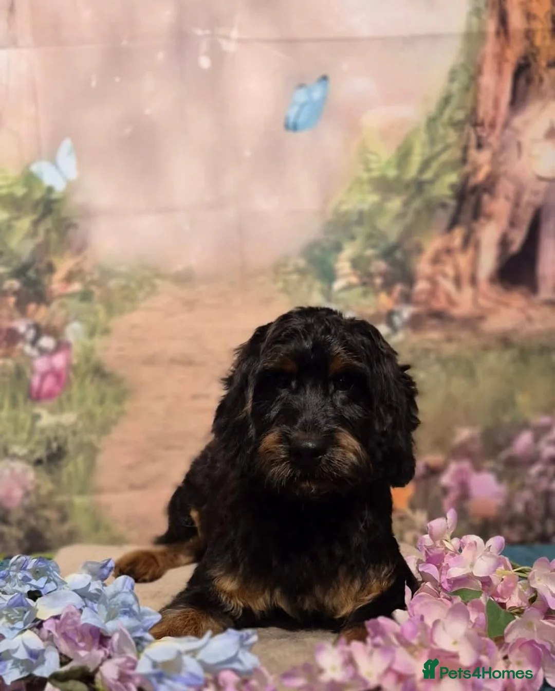 Cockapoo dogs for sale: Beautiful boy cockapop - Advert 1