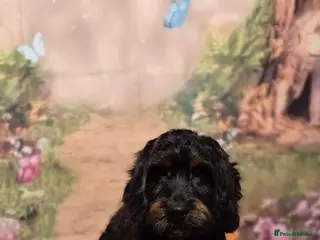 Cockapoo dogs Beautiful boy cockapop - Advert 1