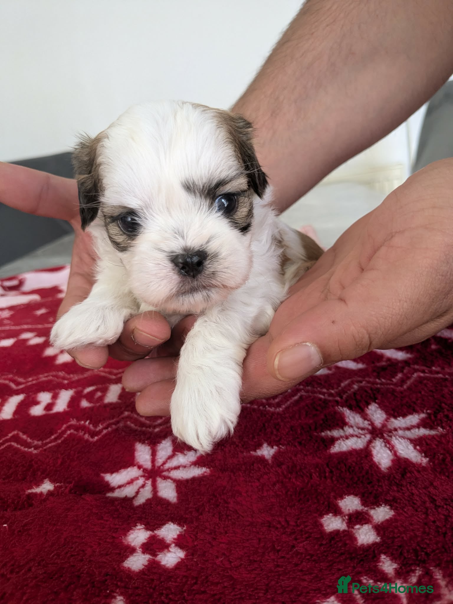 Shih Tzu dogs Shih tzu puppies  - Advert 1