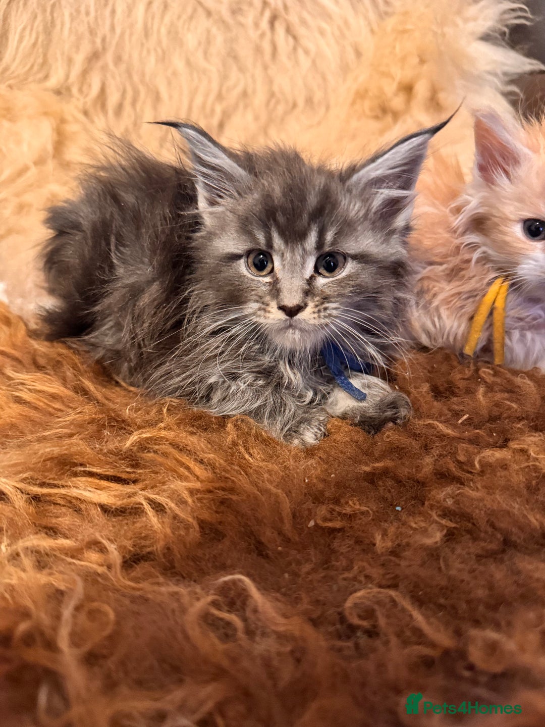 Maine Coon cats for sale:  TICA Registered Maine Coon Kittens- ready now  - Advert 1