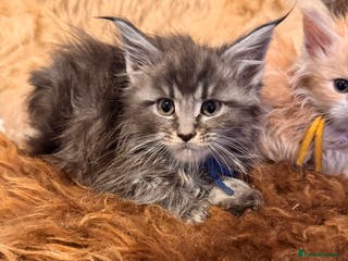 Maine Coon cats TICA Registered Maine Coon Kittens- ready now - Advert 2