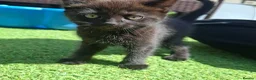 Mixed Breed cats for sale: Beautiful kittens in Norwich - Advert 6