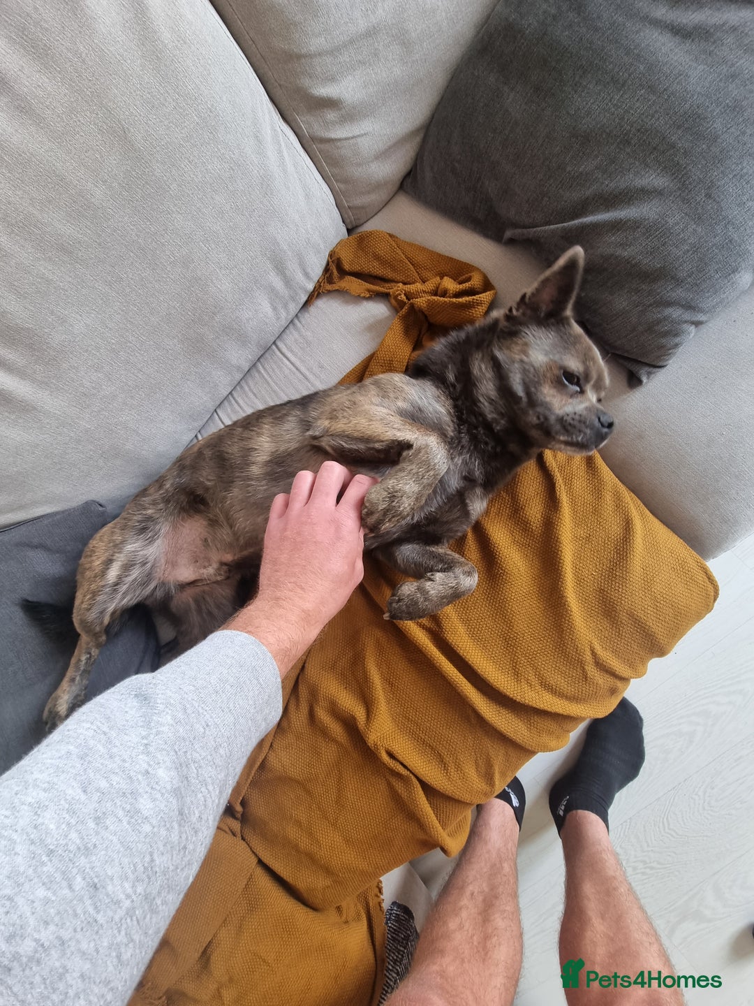 Mixed Breed dogs for sale: Ronnie  - Advert 6