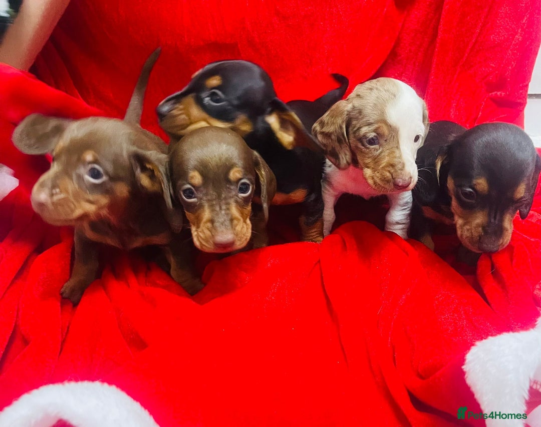 Miniature Dachshund dogs for sale: Miniature dachshunds - Advert 17