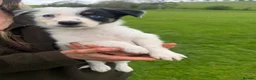Mixed Breed dogs for sale: Beautiful collie pups  - Advert 6