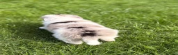 Border Collie dogs for sale: STUNNING BORDER COLLIE PUPS.  - Advert 17