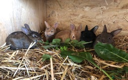 Rex rabbits for sale: Beautiful Purebred Velvet Mini Rex babies  - Image 21