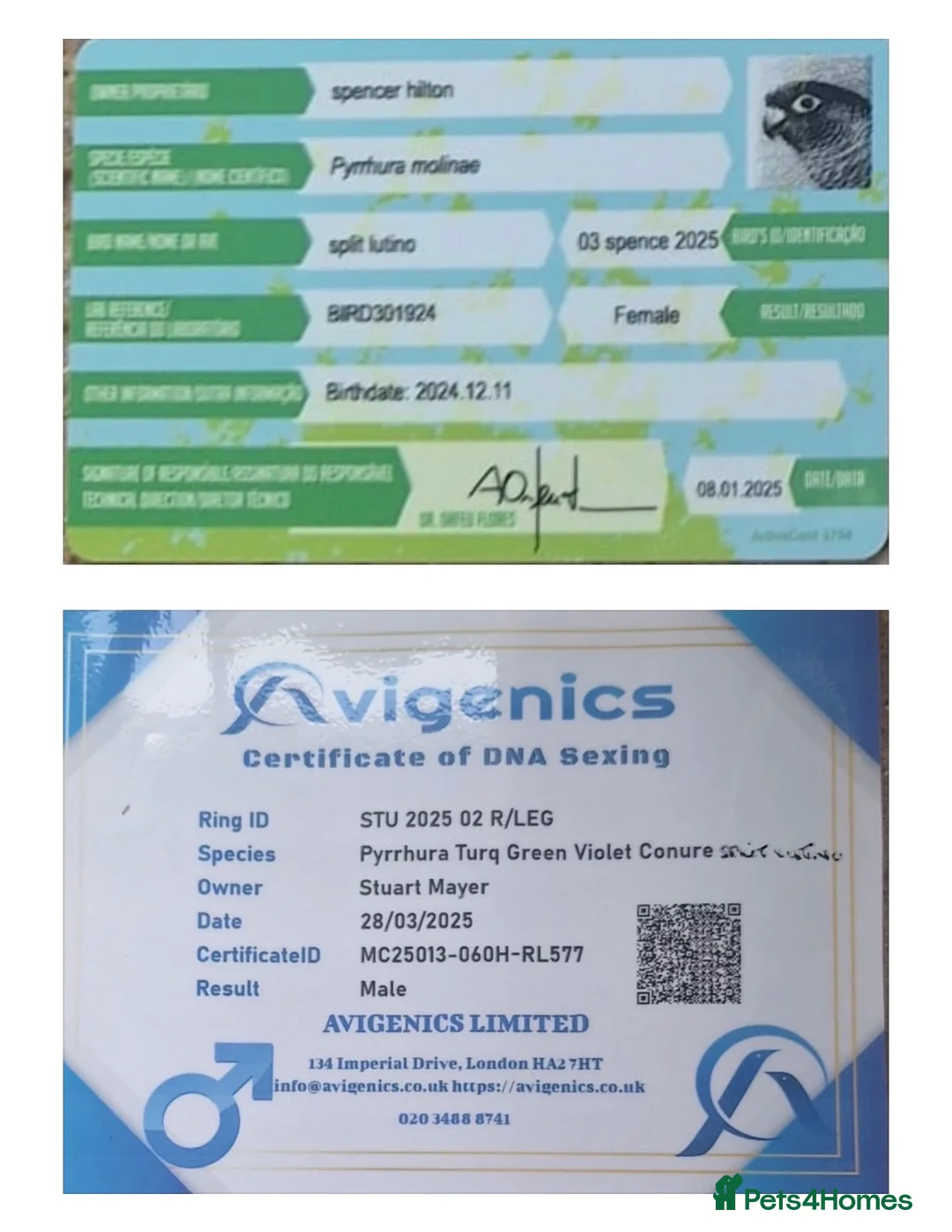 Conures birds for sale: Proven Breeding Pair of Conures. - Advert 3