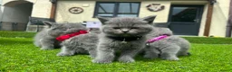 British Shorthair cats for sale: Kittens from British Longhair and Shorthair  - Advert 5