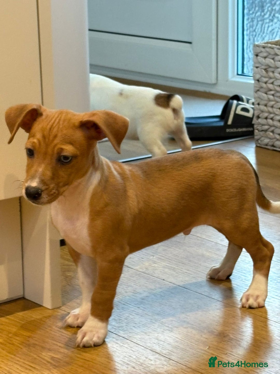 Jack Russell dogs for sale: Jack Russel puppies  - Advert 6