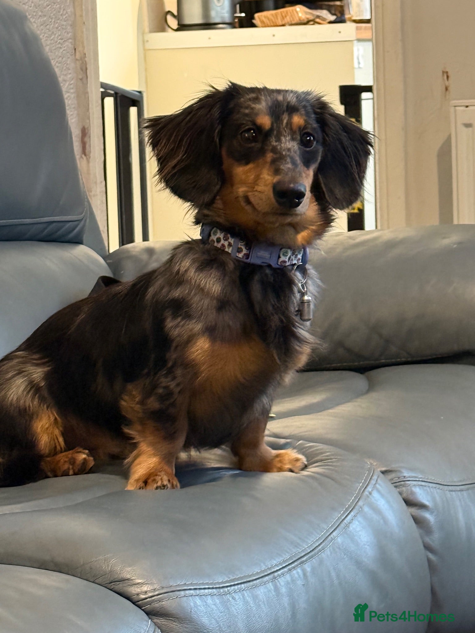 Miniature Dachshund dogs Long Haired Miniature Daschund 1yo  - Advert 1