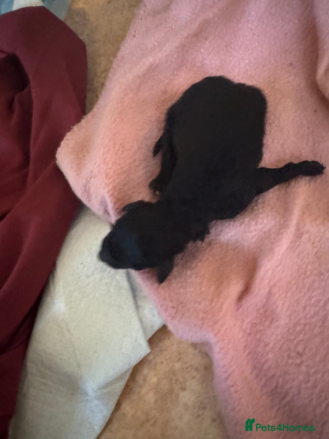 Standard Poodle dogs for sale: Pure Bred Standard Poodle Puppies – £950 - Advert 4