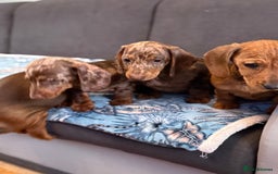 Dachshund dogs for sale: SOLD OUT! Thank you very much!!! Lovely Dachshunds - Advert 15