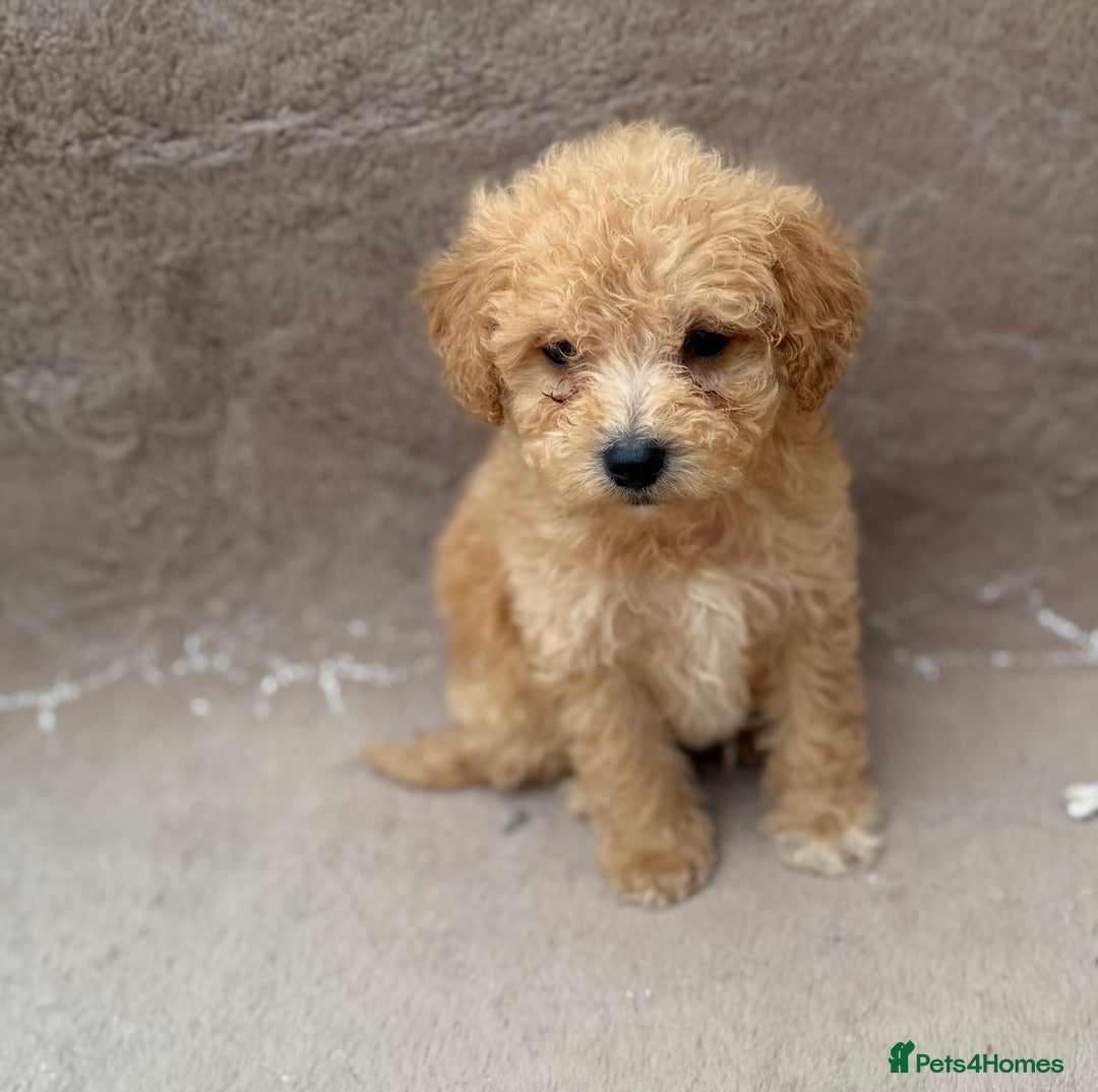 Maltipoo dogs for sale: Maitlpoo  - Advert 8