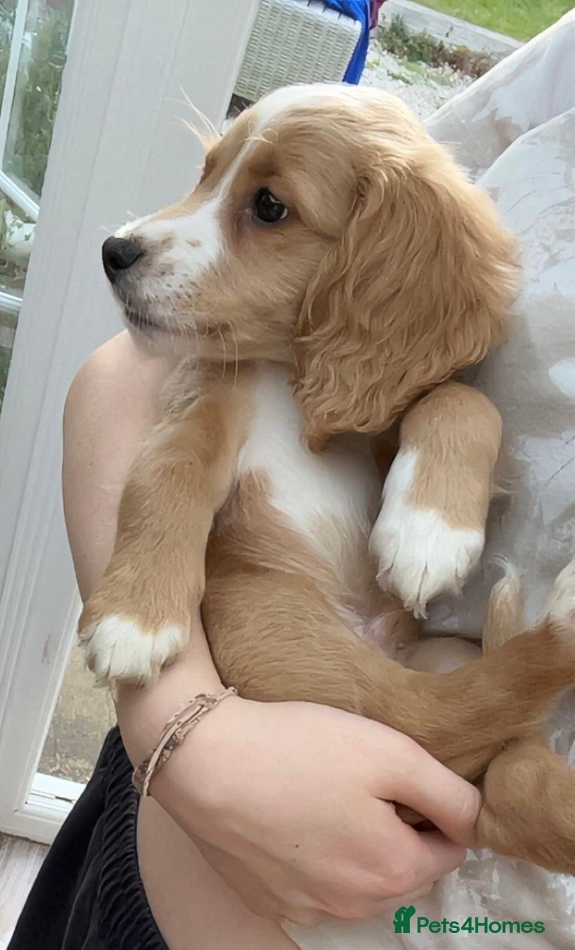 Cocker Spaniel dogs *Ready Now* KC Registered Working Cocker Spaniel  - Advert 16
