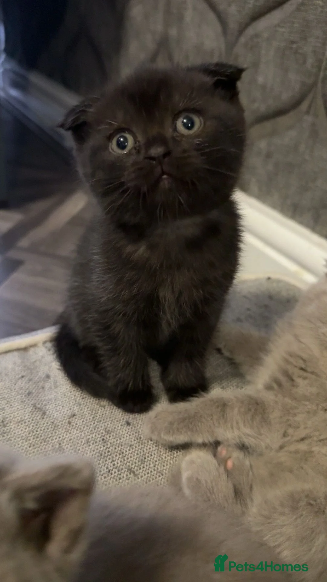 British Shorthair cats for sale: British short hair kittens ready to go  - Advert 8