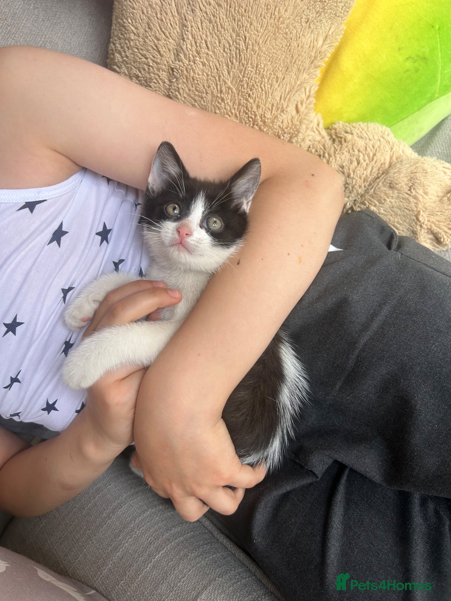 Mixed Breed cats for sale: Two cats❤️ in Wembley - Advert 5