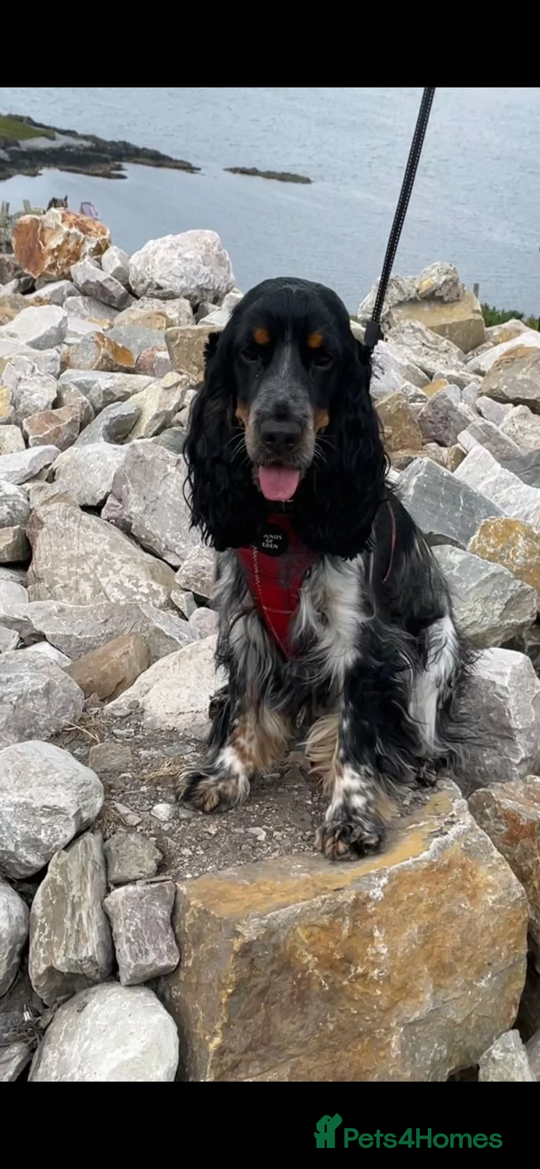 Cocker Spaniel dogs for stud: show type blue roan and tan in Darlington - Advert 2